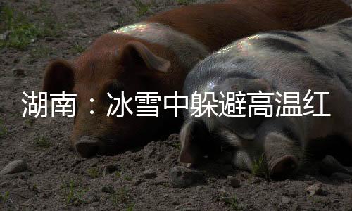 湖南：冰雪中躲避高温红色预警